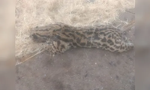 Vídeo: gato-maracajá morre após ser atropelado em Marilândia do Sul
