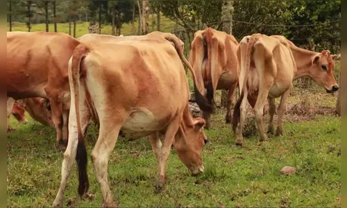 Ladrões furtam vaca Jersey de propriedade rural no Vale do Ivaí