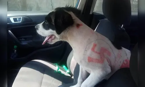 Polícia resgata cachorra com suásticas nazistas pintadas no corpo