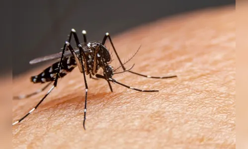 Paraná já soma 51 mortes por dengue e mais de 66,2 mil casos