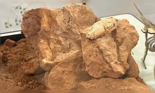 Ovos de 80 milhões de anos são encontrados em rodovia de MG