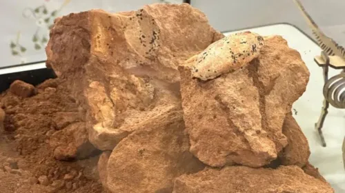 Ninho fossilizado foi encontrado em obras do interior de Minas Gerais.