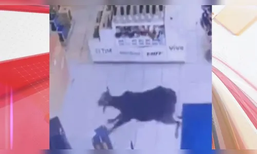 Vaca foge, invade loja e dá um 'baile' nos funcionários; vídeo
