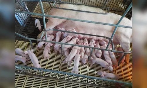 Em caso raro, porca dá à luz a 41 leitões em Santa Catarina