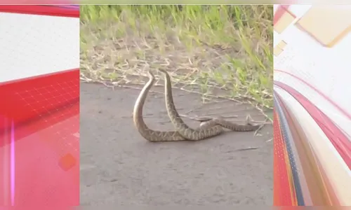Cascavéis são flagradas em 'momento íntimo' no Paraná; vídeo
