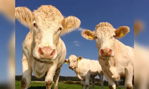 Proprietário rural tem prejuízo de R$ 150 mil após furto de gado no PR