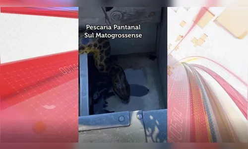 Cobra sucuri invade barco e 'assalta' pescador no Pantanal; veja