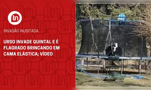 Urso invade quintal e é flagrado brincando em cama elástica