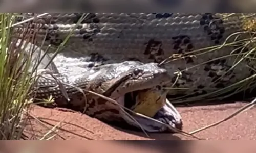 Sucuri expele cobra da mesma espécie; pesquisadora vê canibalismo