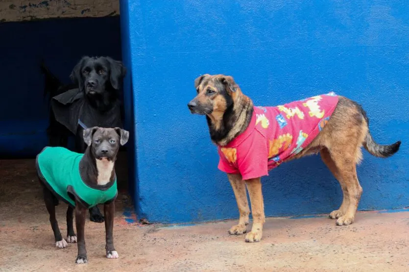 Animais de Apucarana ganham proteção especial contra o frio; veja