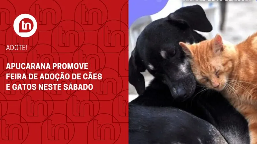 Apucarana promove feira de adoção de cães e gatos neste sábado