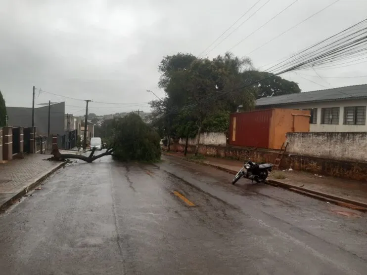 Árvore foi derrubada na Rua Irmã Eleutéria nesta terça-feira (13)