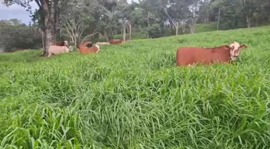 Capim Dunamis é destaque na Bahia Farm Show