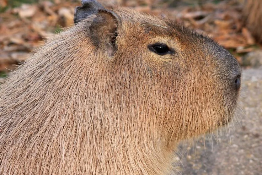 Capivara encontrada morta na manhã desta sexta