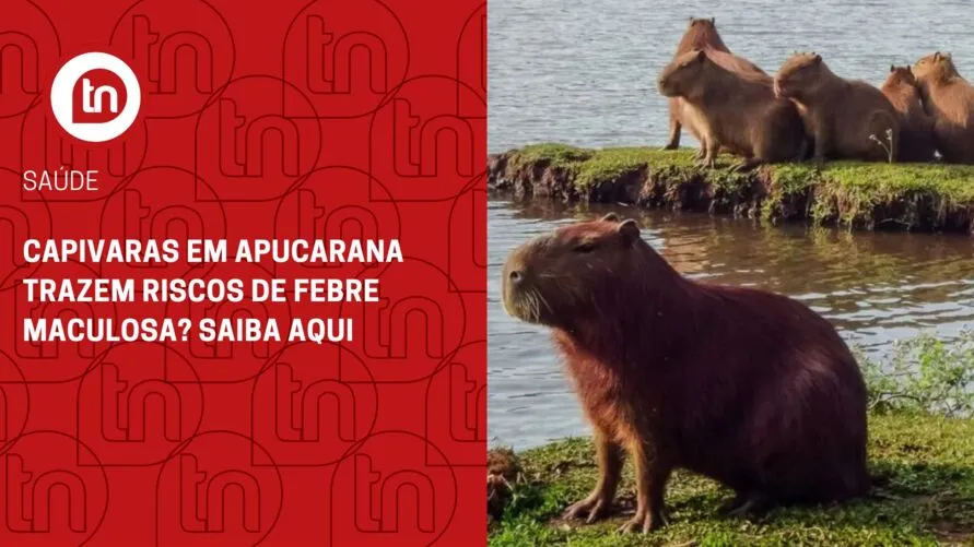 Capivaras em Apucarana trazem riscos de febre maculosa? Saiba aqui