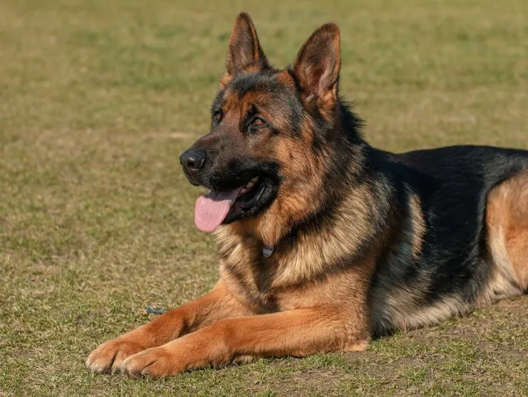 O cachorro seria da raça pastor alemão, de cor preta