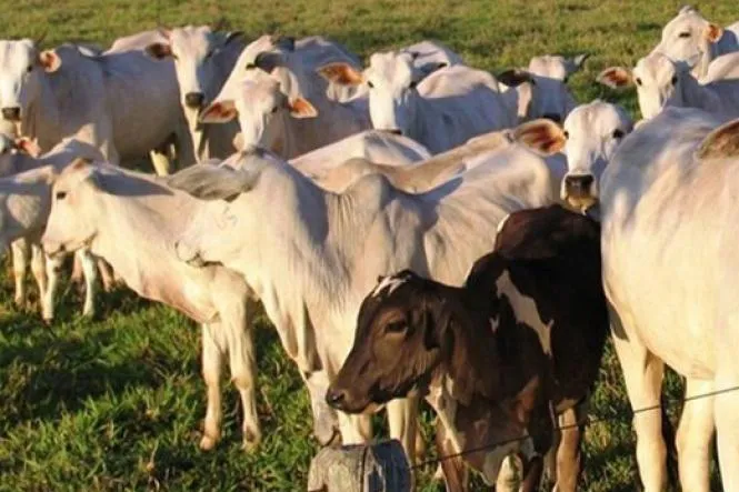 O furto aconteceu em uma propriedade na beira da Ponte Molhada, em Rosário do Ivaí