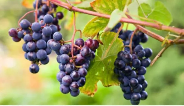 Operação Ronda Agro foi realizada pelo Ministério da Agricultura em produtores de vinho de SC