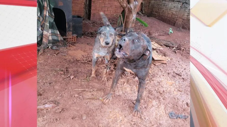 Os animais foram levados para as baias da Prefeitura