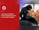Apucarana promove feira de adoção de cães e gatos neste sábado