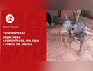 Cachorros são resgatados acorrentados, sem água e comida em Jandaia