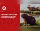 Capivaras em Apucarana trazem riscos de febre maculosa? Saiba aqui