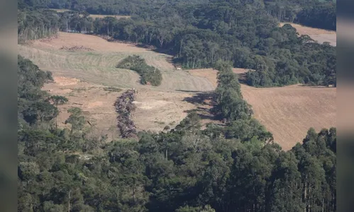 PM apreende madeira ilegal durante operação no Sul do Paraná
