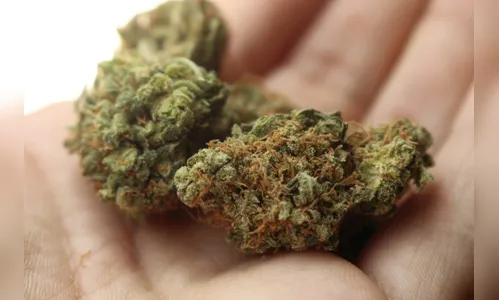 Polícia apreende maconha em escola de Arapongas