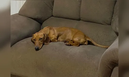 Cachorrinha volta sozinha para casa após ficar 14 dias desparecida