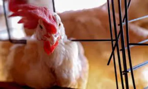 Paraná registra primeiro caso de gripe aviária; veja detalhes