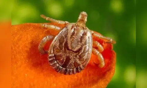 O que é febre maculosa? Conheça sintomas, causas e tratamento