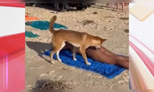 Cão selvagem ataca turista e é sacrificado; entenda o que aconteceu