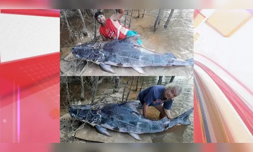 Viralizou: pescadores fisgam peixe com 2,4 metros e mais de 180 kg