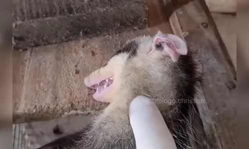 'Merece o Oscar': filhote de gambá se finge de morto durante resgate