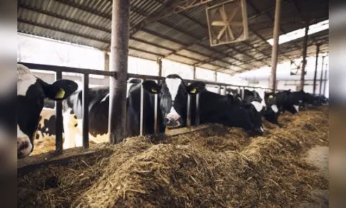 Marilândia do Sul registra caso de tuberculose bovina