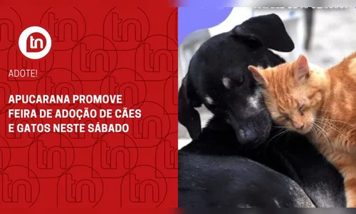 Apucarana promove feira de adoção de cães e gatos neste sábado