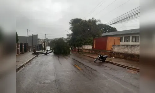 Chuva e vento derrubam árvores em Apucarana e Arapongas
