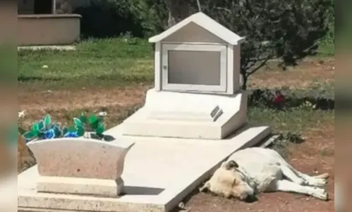 Companheiro até depois do fim: cão se recusa a deixar túmulo do tutor