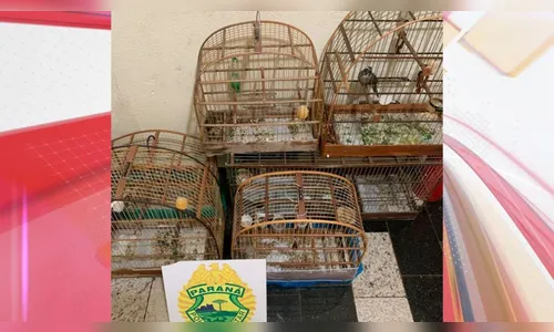 Morador de Arapongas é preso com aves silvestres após xingar PM