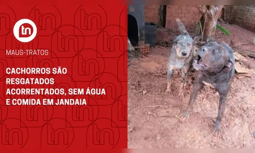 Cachorros são resgatados acorrentados, sem água e comida em Jandaia