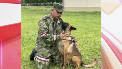 Cão ajudou a localizar o avião e também os corpos dos três adultos que morreram no acidente