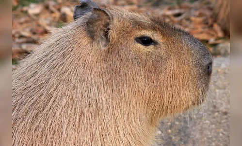Capivara é encontrada morta com marca de tiro em parque no Paraná