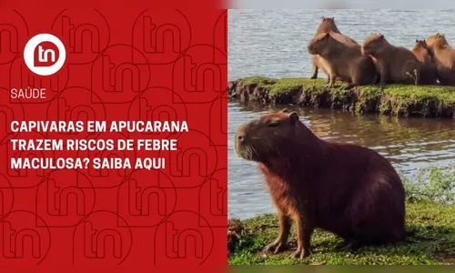 Capivaras em Apucarana trazem riscos de febre maculosa? Saiba aqui