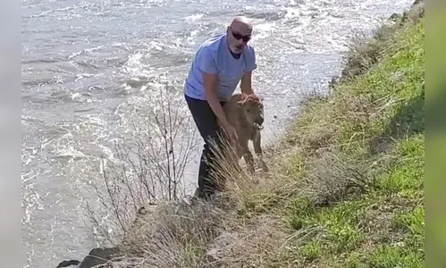 Bisão é morto após ser tocado por turista e rejeitado pela manada