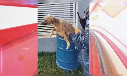 Grade cai sobre filhote e resgate é registrado por protetores; assista