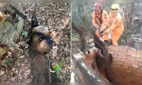 Tamanduá-bandeira cai em cisterna e resgate mobiliza bombeiros em MG