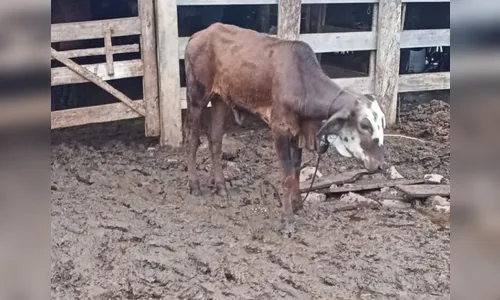 Ladrões invadem sítio e furtam bezerros em Novo Itacolomi