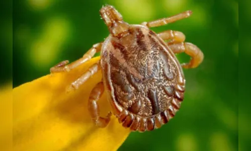 Morre adolescente que estava internada com suspeita de febre maculosa