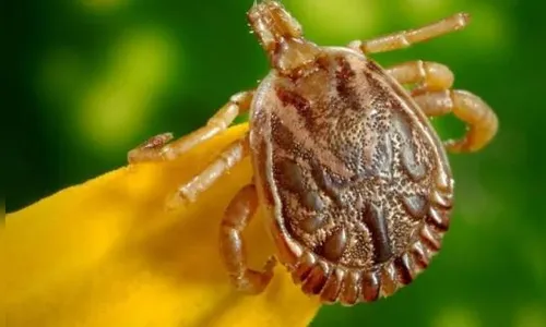 Jundiaí investiga sete casos suspeitos de febre maculosa