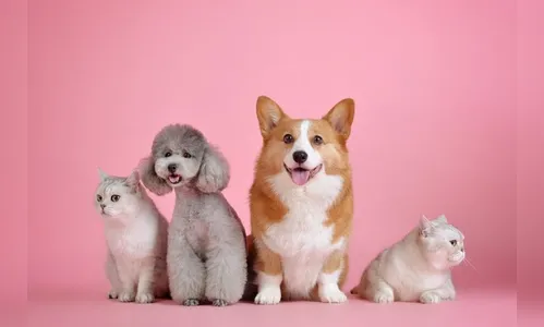 Feng Shui: animais equilibram os ambientes